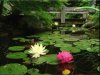 Creative Garden Spaces Inc, Summerfield NC, water feature, water garden, natural looking pond, lily pond, lily pad flowers, pond bridge